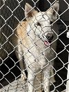 adoptable Dog in hanford,, CA named A131823