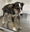 adoptable Dog in  named A132086