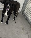 adoptable Dog in  named A132385