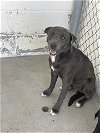 adoptable Dog in  named A132387