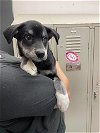 adoptable Dog in  named A132441