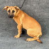 adoptable Dog in Hanford, CA named *RUBY