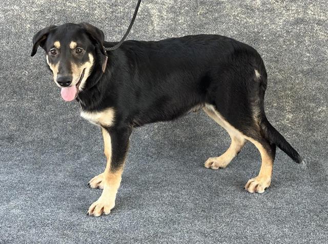 adoptable Dog in Hanford, CA named *ANGELO