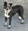 adoptable Dog in Hanford, CA named *BANDIT