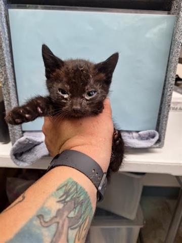 adoptable Cat in Hanford, CA named *BUTTONS