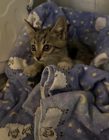 adoptable Cat in Hanford, CA named *NUGGET