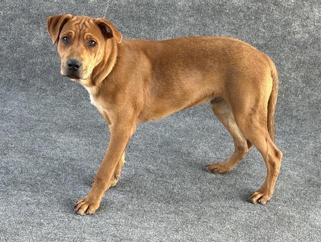 adoptable Dog in Hanford, CA named *BENJI