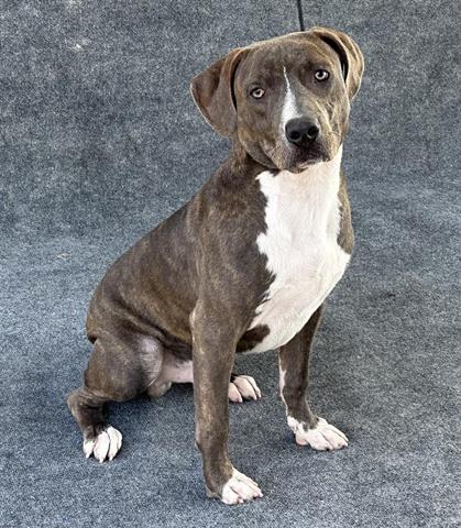 adoptable Dog in Hanford, CA named *JAMES