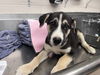 adoptable Dog in Hanford, CA named LELA