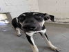 adoptable Dog in Hanford, CA named *MADDIE