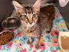 adoptable Cat in Hanford, CA named *LUCY