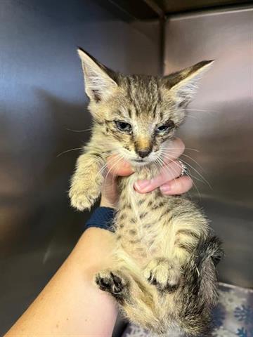 adoptable Cat in Hanford, CA named *RIVER