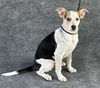 adoptable Dog in Hanford, CA named A133526