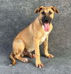 adoptable Dog in Hanford, CA named *BRONCO