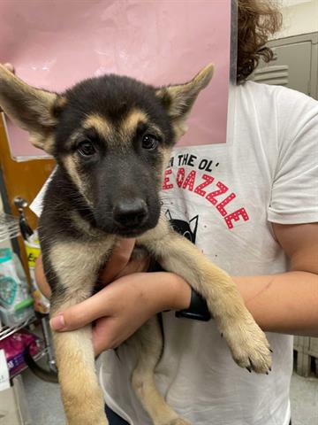 adoptable Dog in Hanford, CA named *CALI