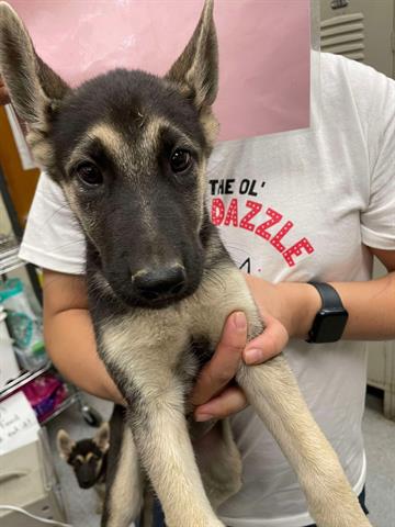 adoptable Dog in Hanford, CA named *JERSEY