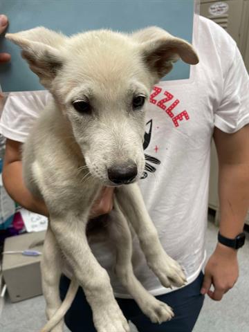 adoptable Dog in Hanford, CA named *YORK