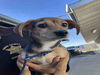 adoptable Dog in Hanford, CA named A133534