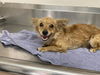 adoptable Dog in Hanford, CA named *ILIYA