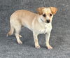 adoptable Dog in Hanford, CA named *IZZY