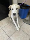 adoptable Dog in Hanford, CA named A133641