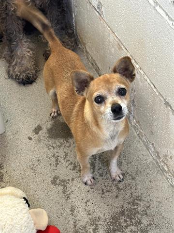 adoptable Dog in Hanford, CA named A133670