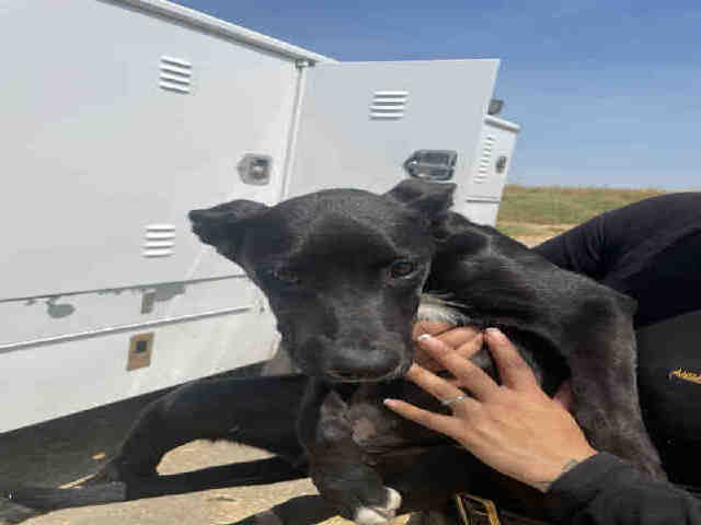 adoptable Dog in Hanford, CA named A133677