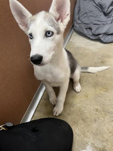 adoptable Dog in Hanford, CA named A133692