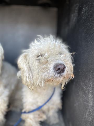 adoptable Dog in Hanford, CA named A133710