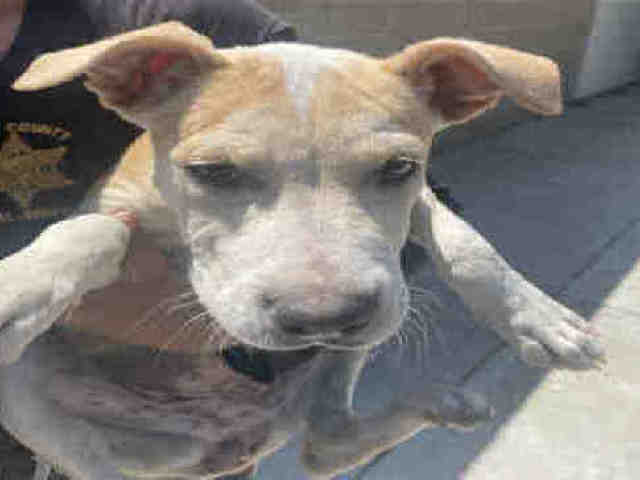 adoptable Dog in Hanford, CA named A133718