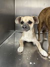 adoptable Dog in Hanford, CA named A133726