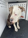 adoptable Dog in Hanford, CA named DENALI