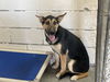 adoptable Dog in Hanford, CA named A133743