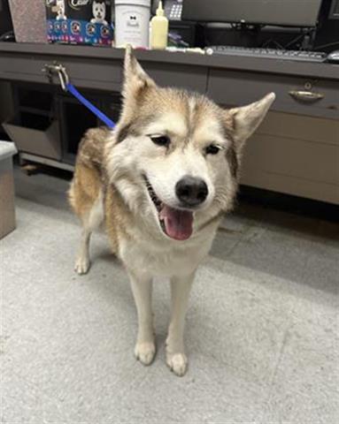 adoptable Dog in Hanford, CA named MAMA