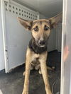 adoptable Dog in Hanford, CA named A133744