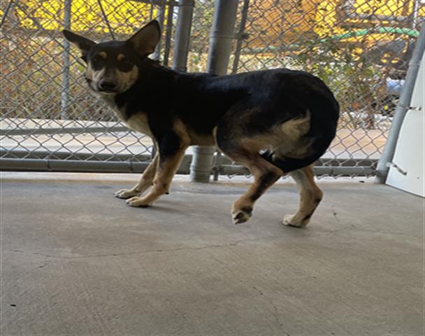 adoptable Dog in Hanford, CA named A133745