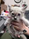 adoptable Cat in Hanford, CA named A132785