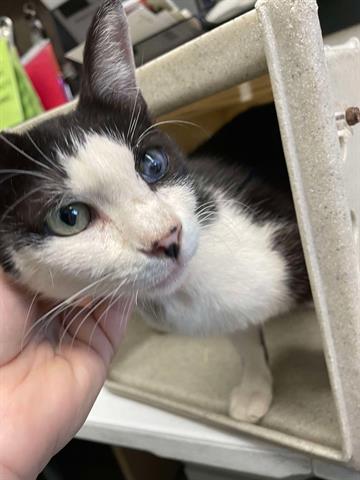 adoptable Cat in Hanford, CA named A133632