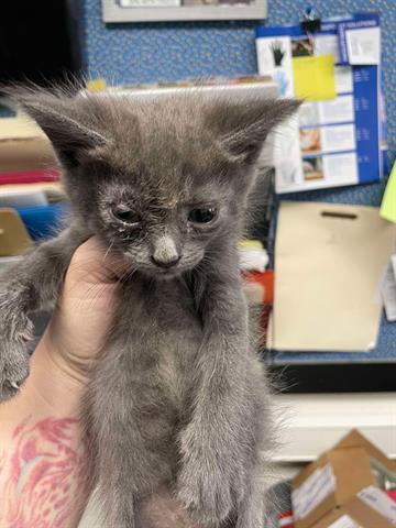 adoptable Cat in Hanford, CA named A133635