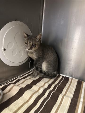 adoptable Cat in Hanford, CA named A133685