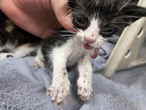 adoptable Cat in Hanford, CA named A133736