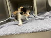 adoptable Cat in Hanford, CA named A133737