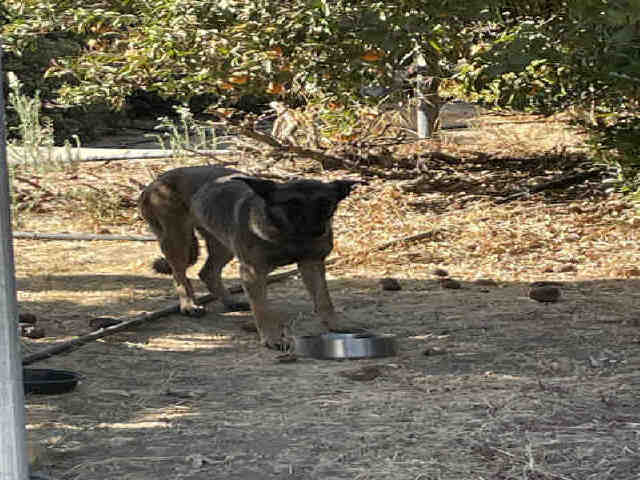 adoptable Dog in Hanford, CA named A133800