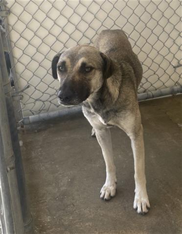 adoptable Dog in Hanford, CA named A133808