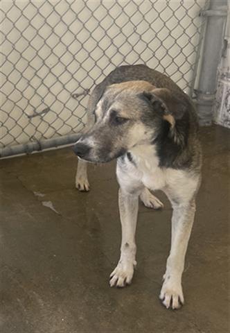 adoptable Dog in Hanford, CA named A133809