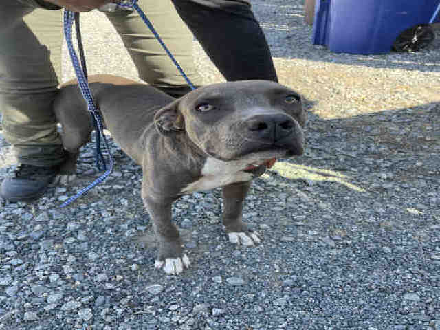 adoptable Dog in Hanford, CA named A133813