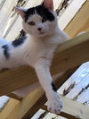 Gage - Photo 4