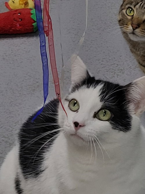 GAGE - Domestic Short Hair available for adoption