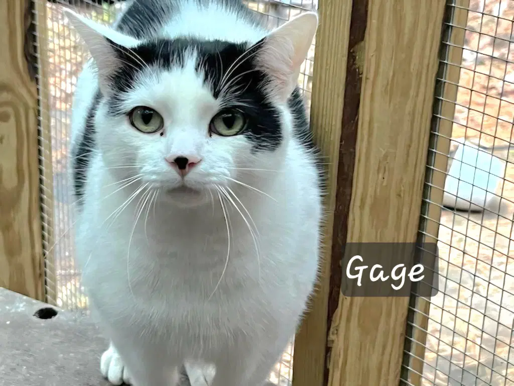 Gage image 3