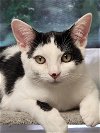 adoptable Cat in ellijay, GA named Gage